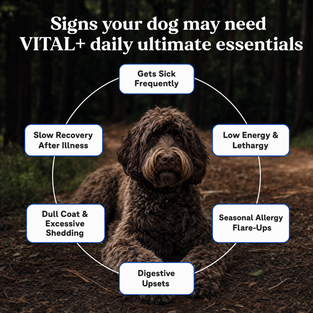 VITAL+ | Daily Ultimate Essentials