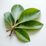 Yerba Mate